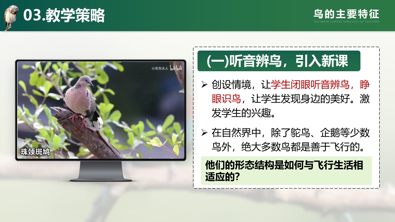 鸟的主要特征第6页预览图