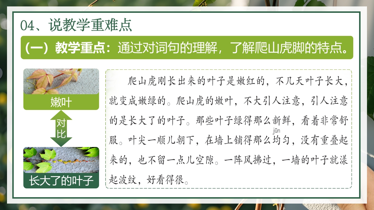 《爬山虎的脚》说课第5页预览图