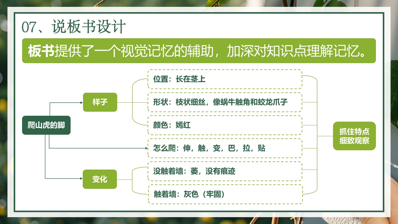 《爬山虎的脚》说课第8页预览图