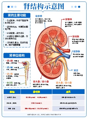 01期-器官图-器官解剖图