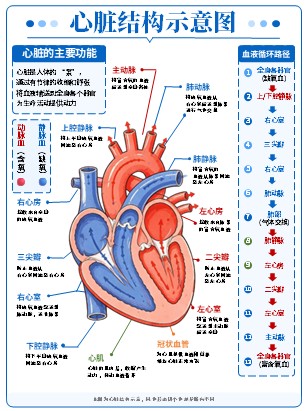 01期-器官图-器官解剖图第2页预览