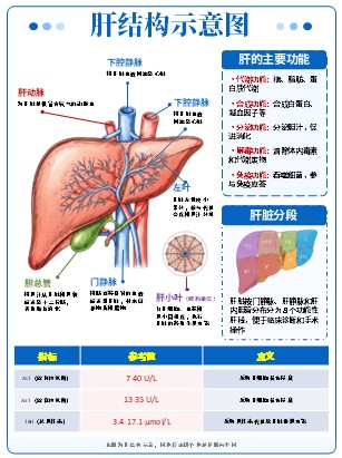 01期-器官图-器官解剖图第3页预览
