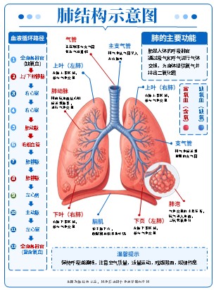 01期-器官图-器官解剖图第4页预览