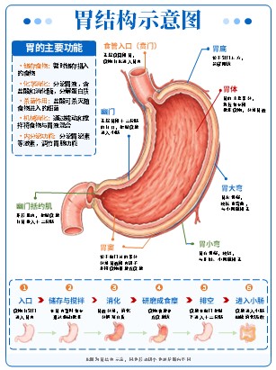 01期-器官图-器官解剖图第5页预览