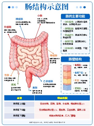 01期-器官图-器官解剖图第6页预览