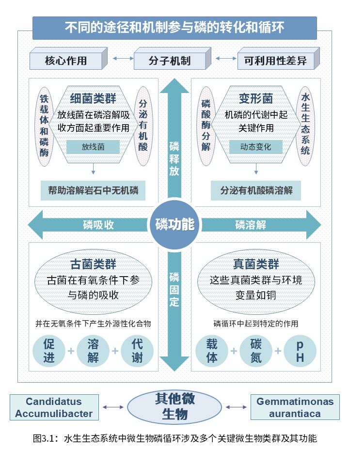 3-1水生生态系统中的微生物磷循环第3页预览图