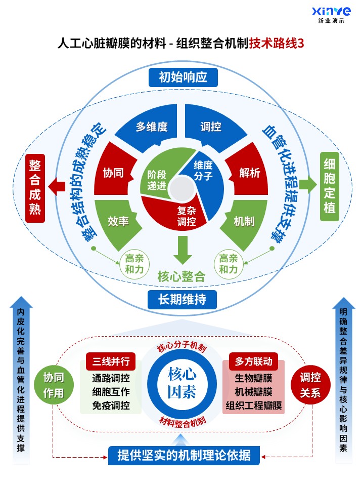 71-1科研架构图（人工心脏瓣膜的整合机制-蓝红绿）第3页预览图