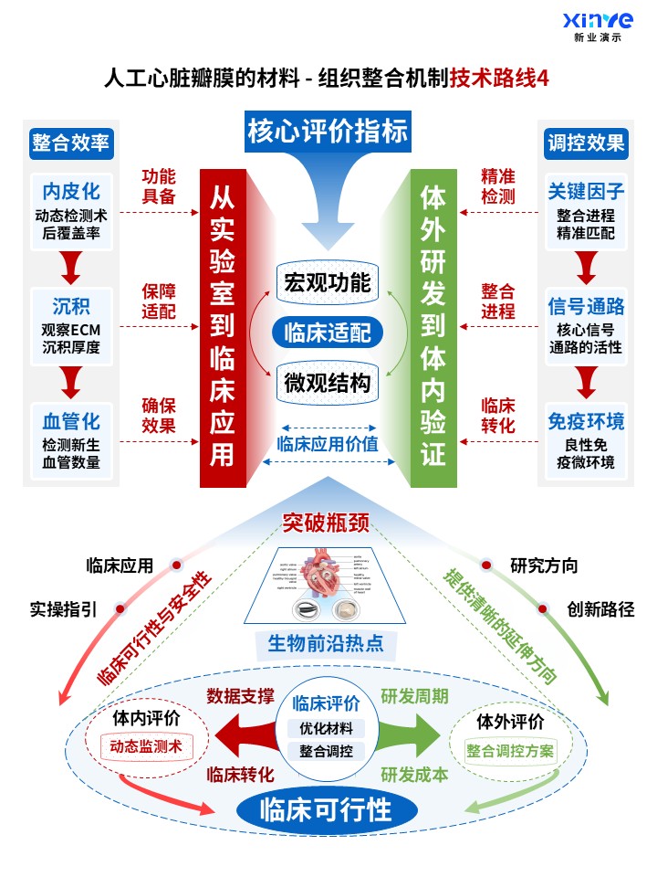 71-1科研架构图（人工心脏瓣膜的整合机制-蓝红绿）第4页预览图