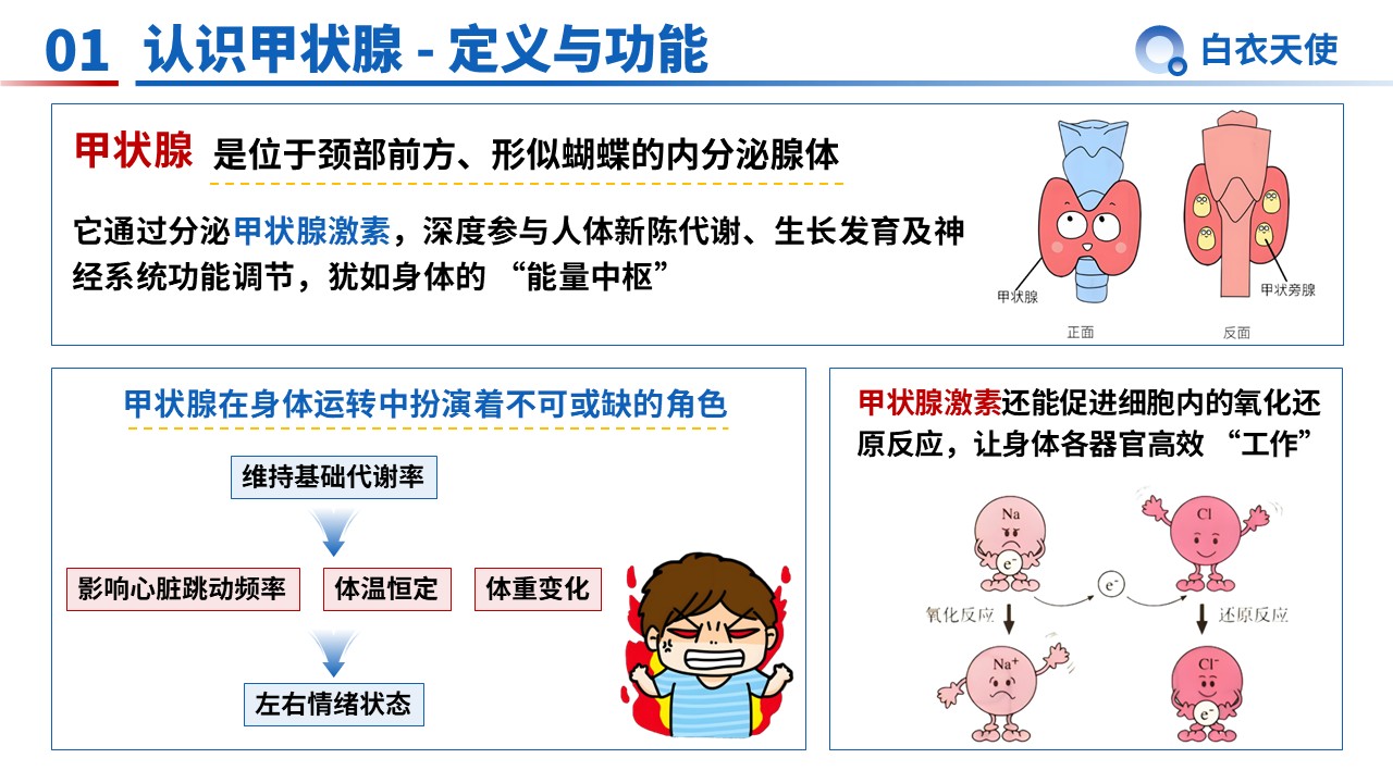 34-甲状腺健康宣教第3页预览