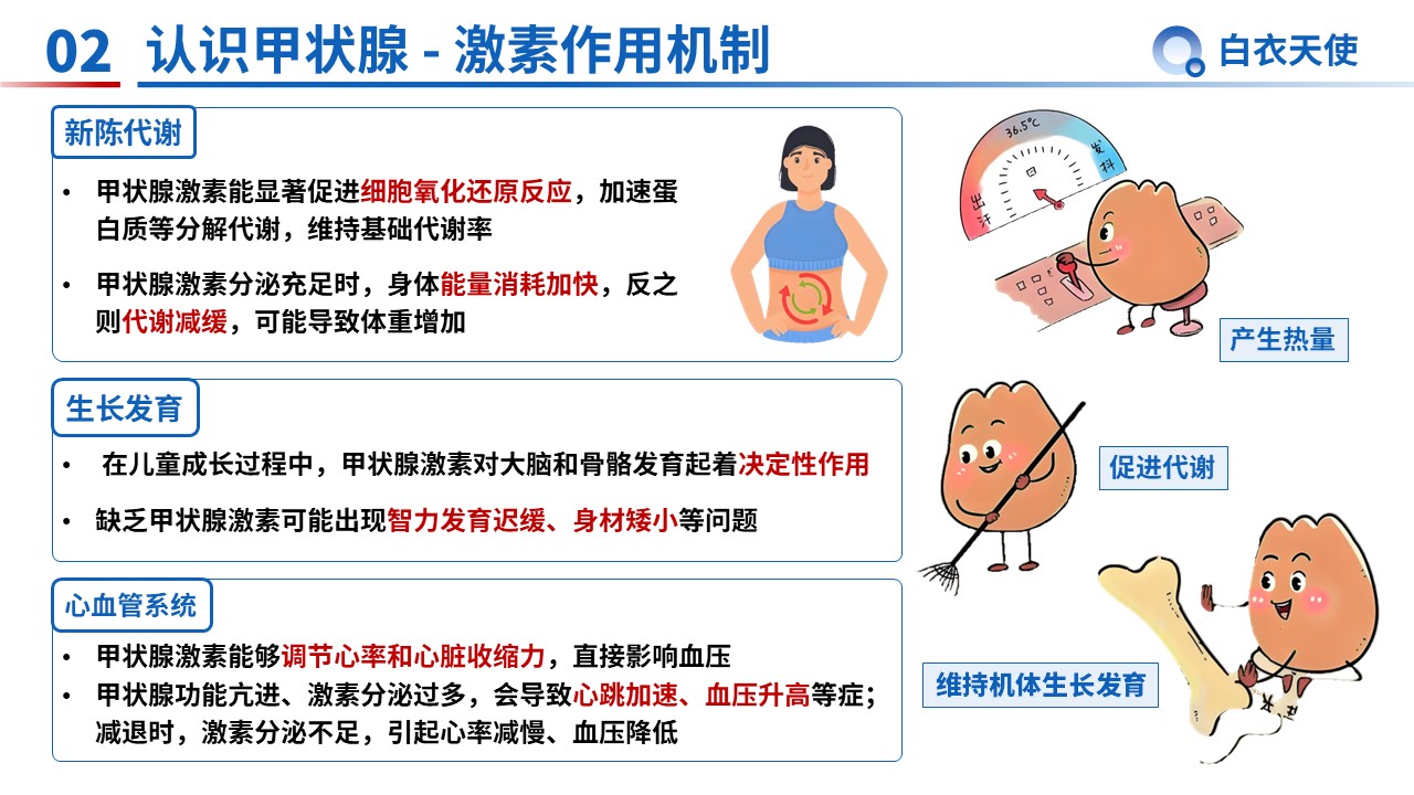 34-甲状腺健康宣教第4页预览