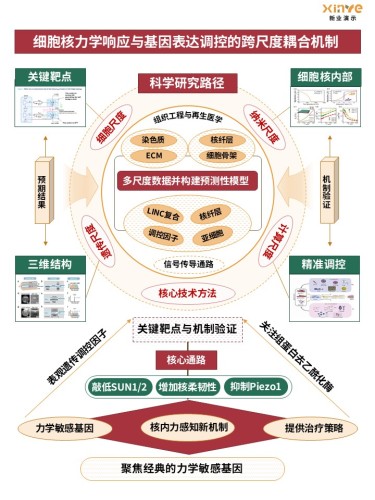 54-1技术路线图(力学生物学) - 黄绿红