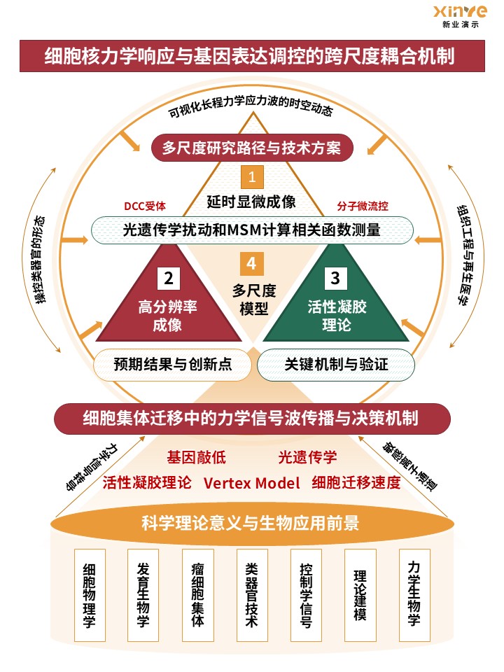54-1技术路线图(力学生物学) - 黄绿红第3页预览图