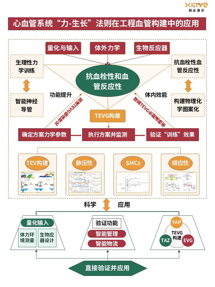 54-1技术路线图(力学生物学) - 黄绿红第5页预览图