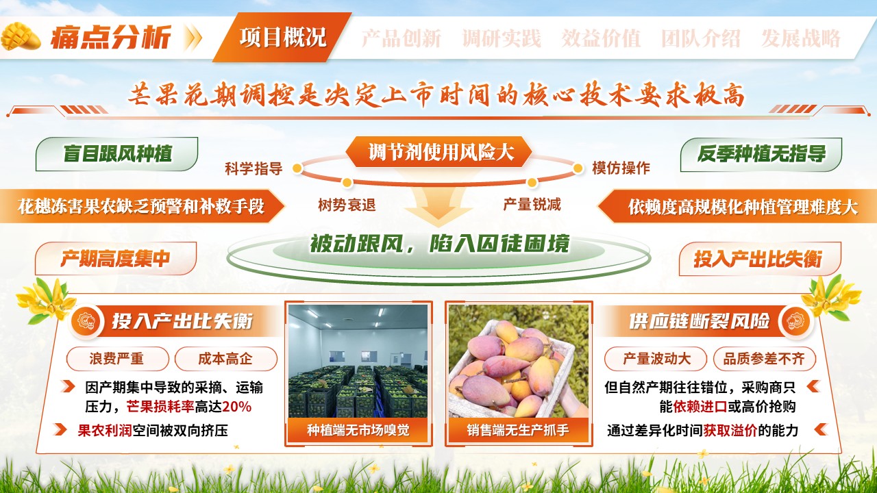 《芒香物候》三创赛第4页预览图