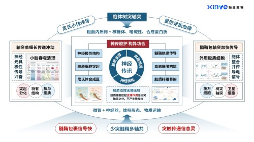 44-2科研架构图(神经类-蓝橙)