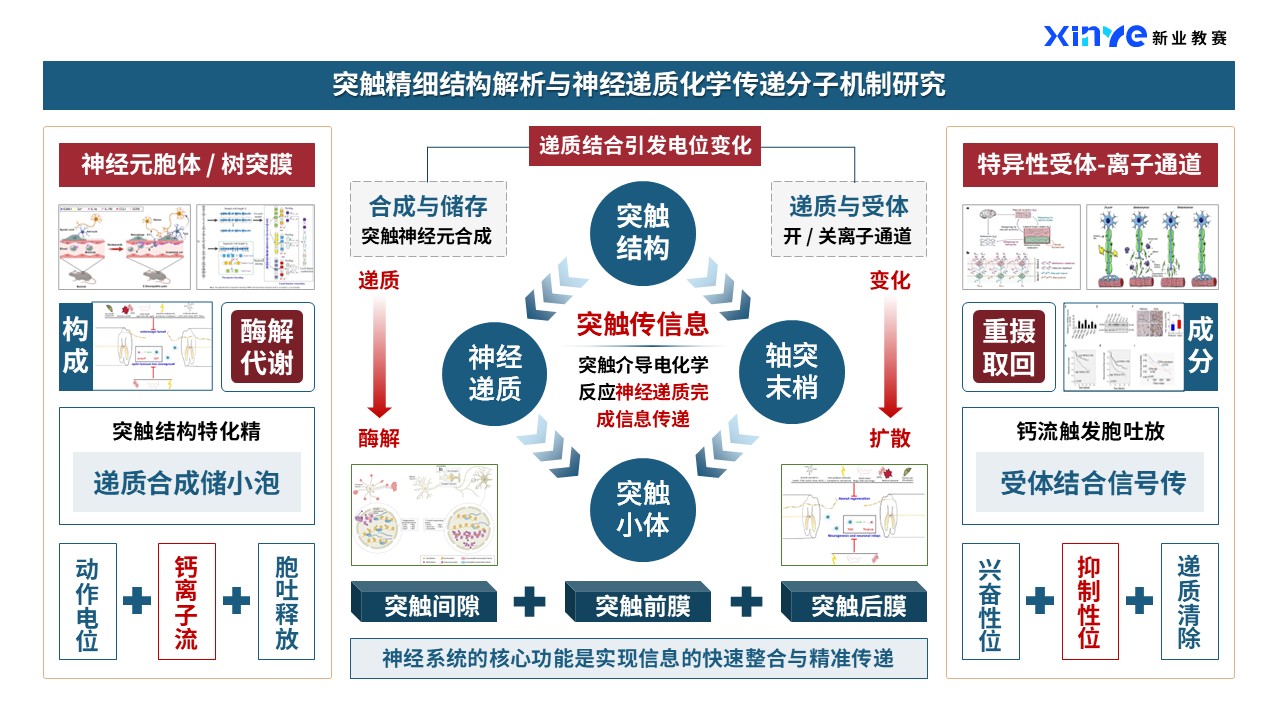 44-2科研架构图（神经类-蓝橙）第2页预览图