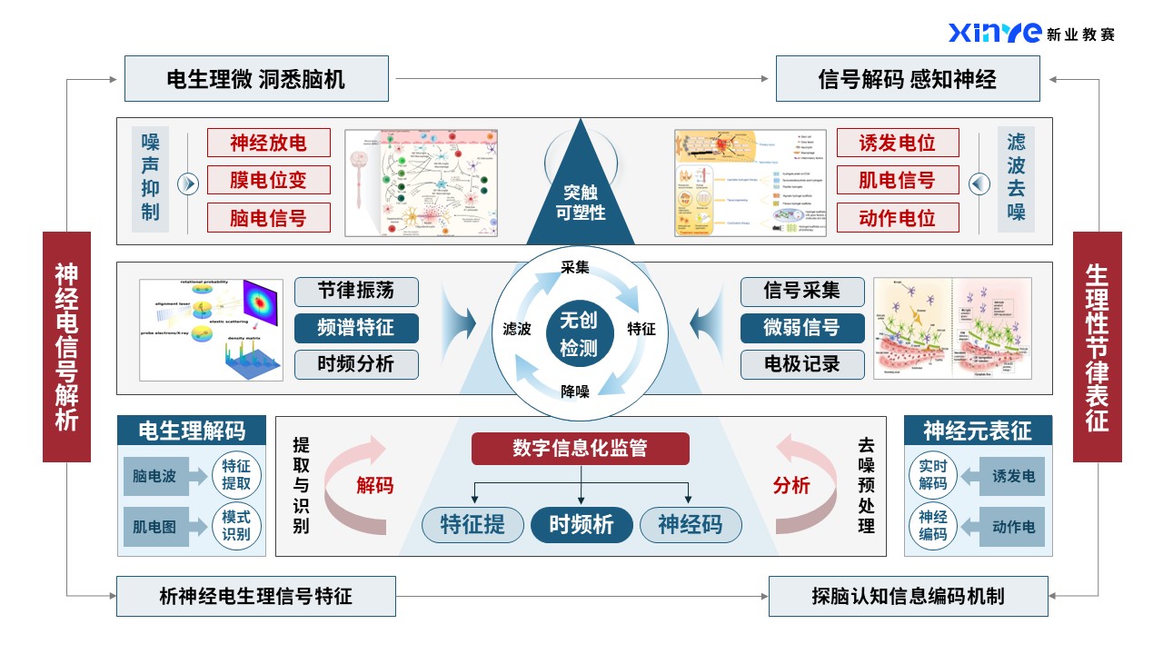 44-2科研架构图（神经类-蓝橙）第3页预览图