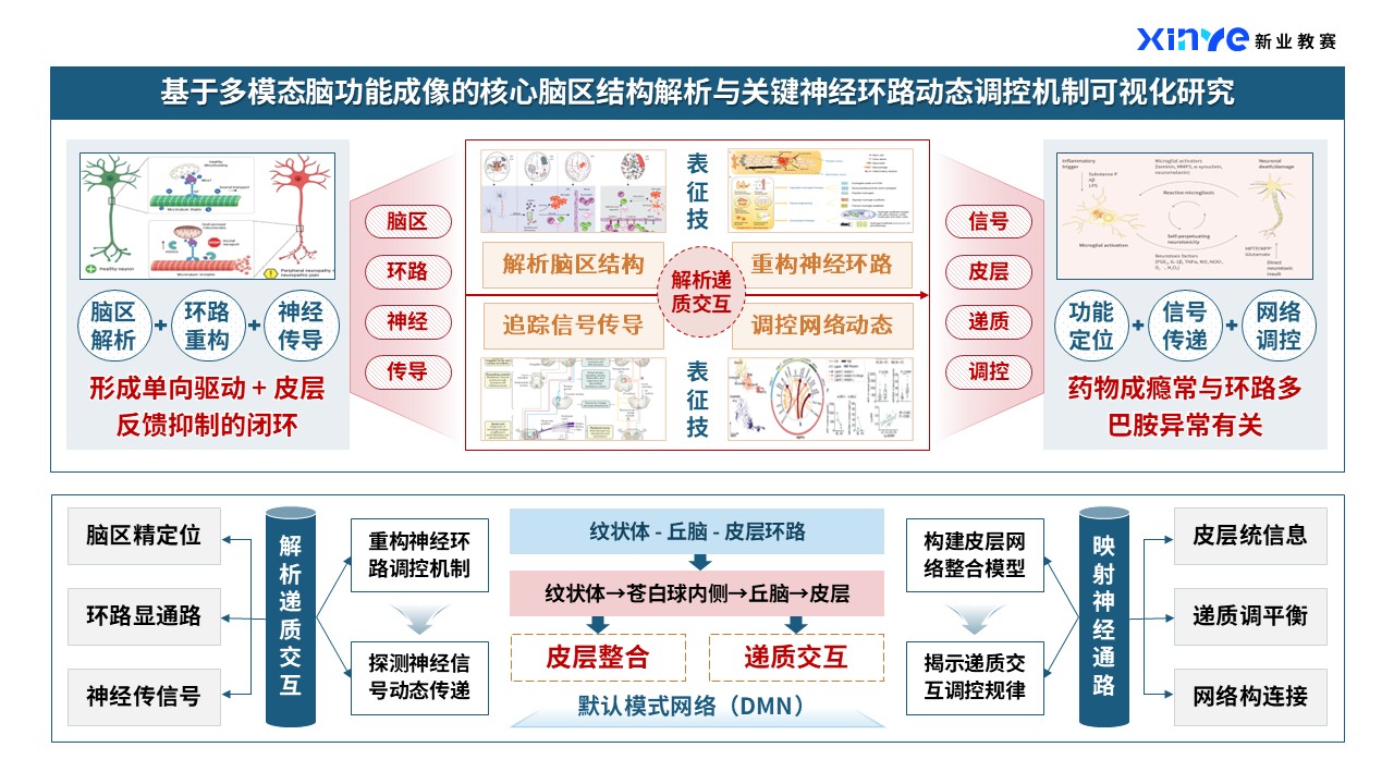 44-2科研架构图（神经类-蓝橙）第4页预览图