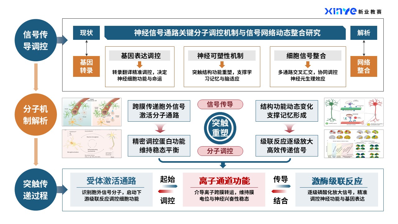 44-2科研架构图（神经类-蓝橙）第5页预览图