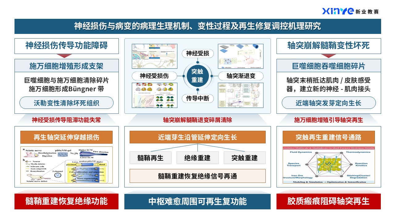 44-2科研架构图（神经类-蓝橙）第6页预览图