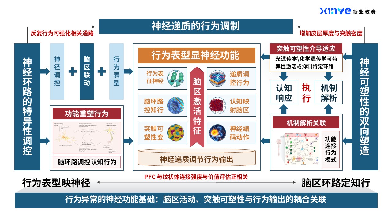 44-2科研架构图（神经类-蓝橙）第7页预览图
