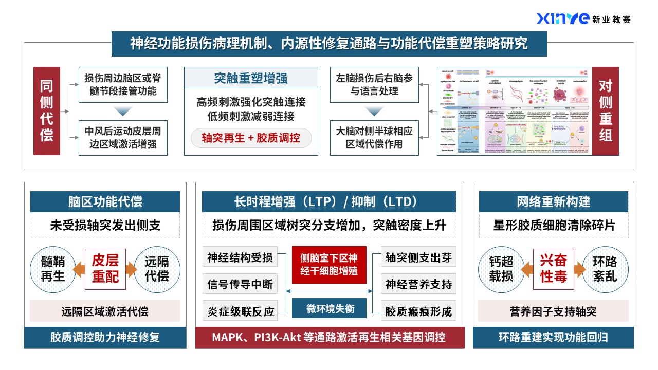 44-2科研架构图（神经类-蓝橙）第8页预览图