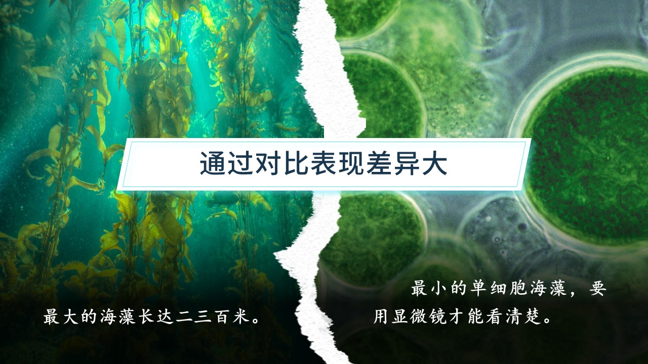 《海底世界》第43页预览图