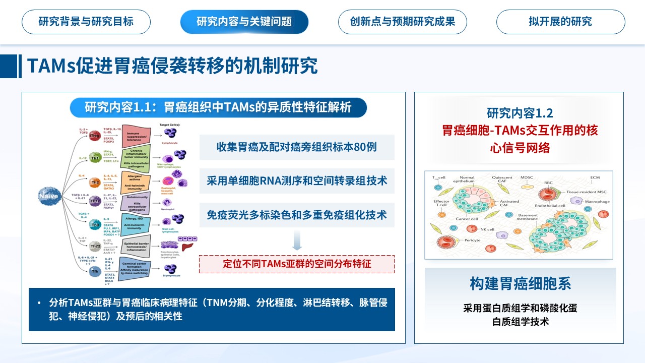 455期-申报答辩-肿瘤相关巨噬细胞与胃癌侵袭转移及免疫干预研究第9页预览