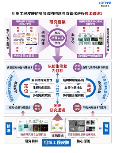 70-1科研架构图(组织工程皮肤构建及血管化-蓝紫红)