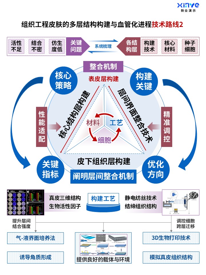 70-1科研架构图（组织工程皮肤构建及血管化-蓝紫红）第2页预览图