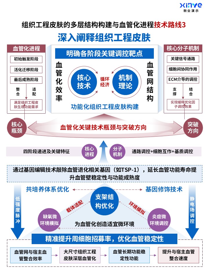 70-1科研架构图（组织工程皮肤构建及血管化-蓝紫红）第3页预览图
