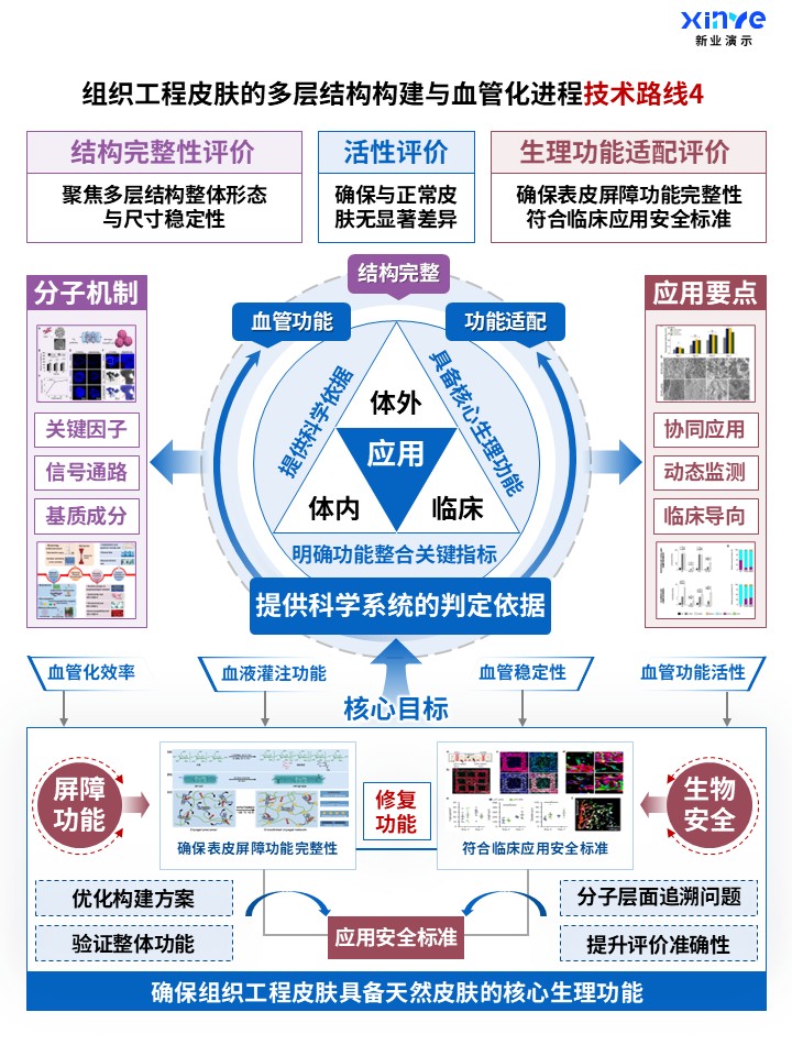 70-1科研架构图（组织工程皮肤构建及血管化-蓝紫红）第4页预览图