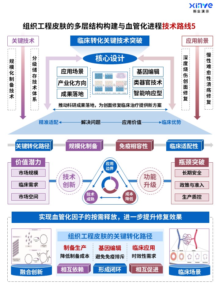 70-1科研架构图（组织工程皮肤构建及血管化-蓝紫红）第5页预览图
