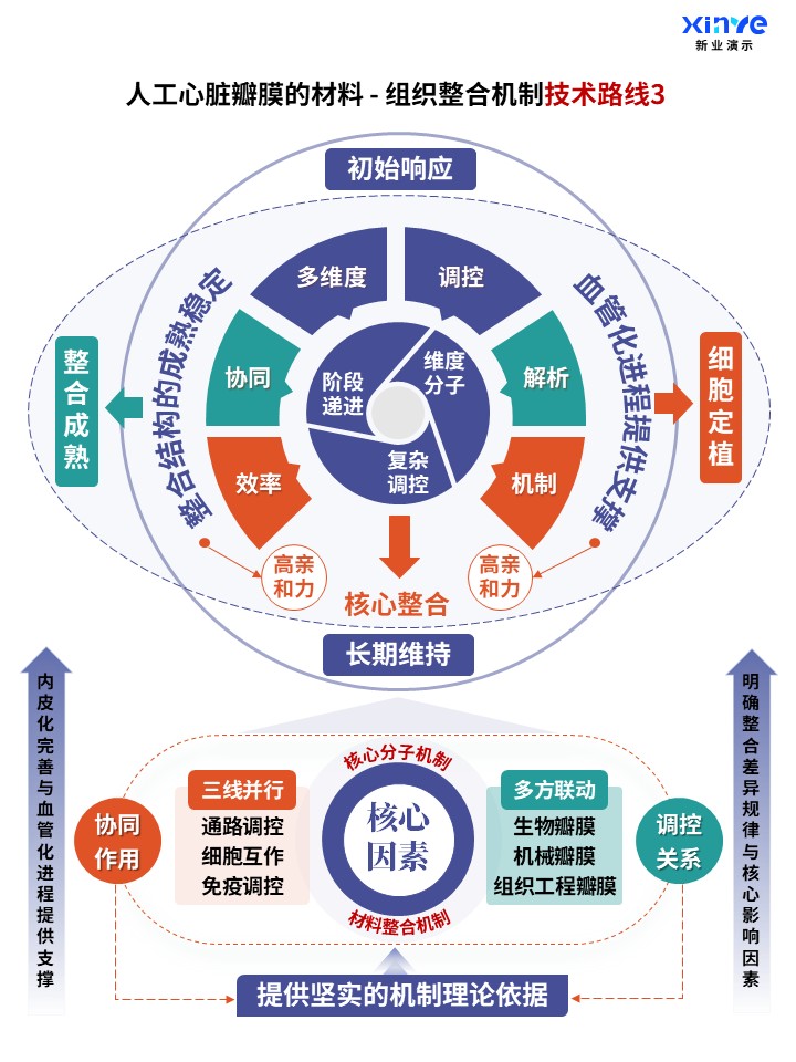 71-2科研架构图（人工心脏瓣膜的整合机制-紫绿橙）第3页预览图