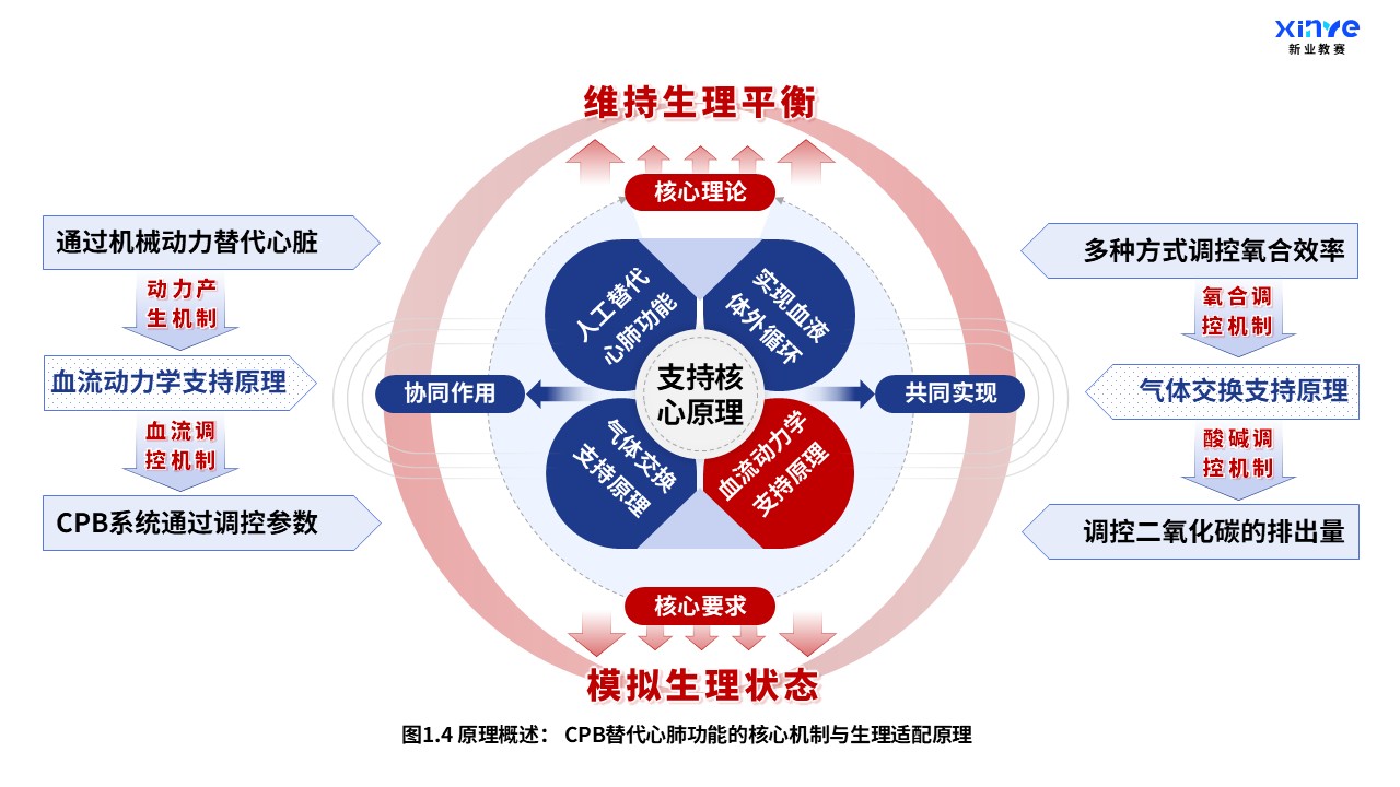 52-1 科研架构图（体外循环系统与心肺支持原理-蓝红）第4页预览图