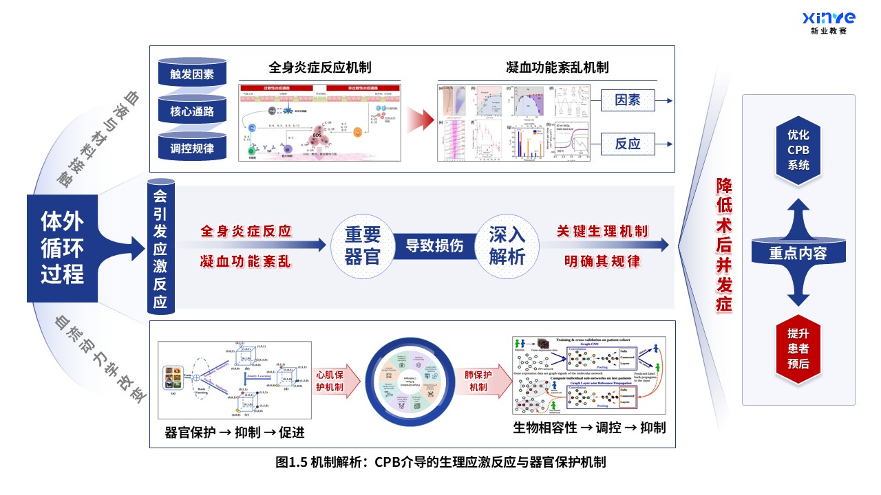 52-1 科研架构图（体外循环系统与心肺支持原理-蓝红）第5页预览图