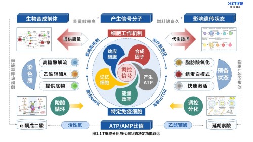 24-2科研架构图(T细胞分化-蓝红绿)