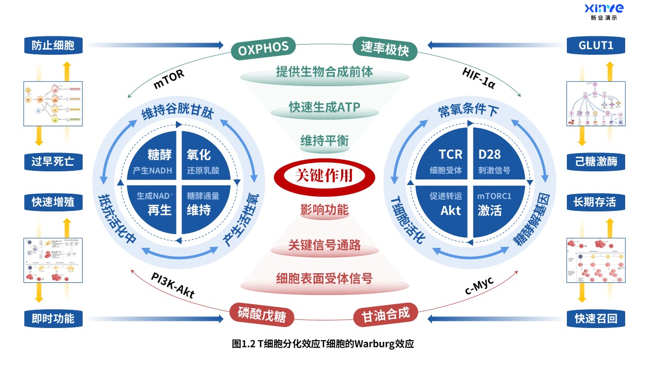24-2科研架构图（T细胞分化-蓝红绿）第2页预览图