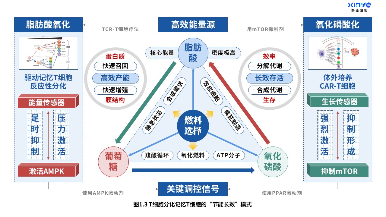 24-2科研架构图（T细胞分化-蓝红绿）第3页预览图
