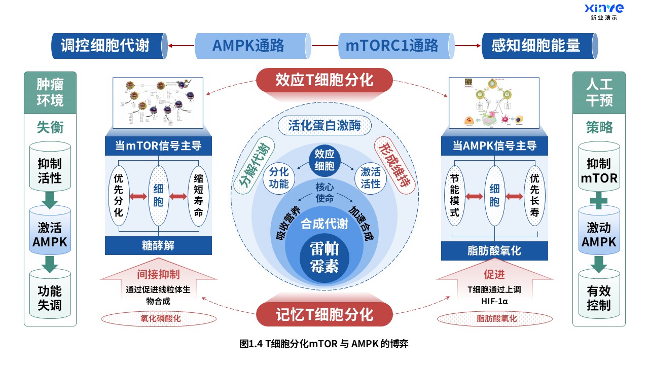 24-2科研架构图（T细胞分化-蓝红绿）第4页预览图