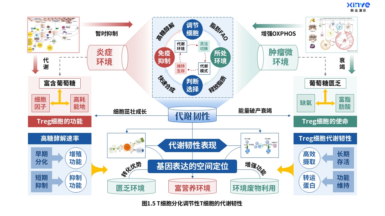 24-2科研架构图（T细胞分化-蓝红绿）第5页预览图