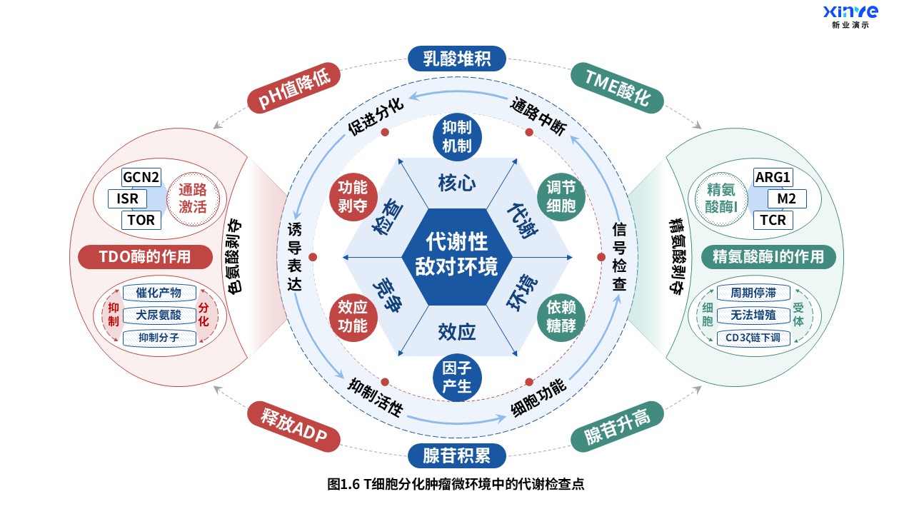 24-2科研架构图（T细胞分化-蓝红绿）第6页预览图