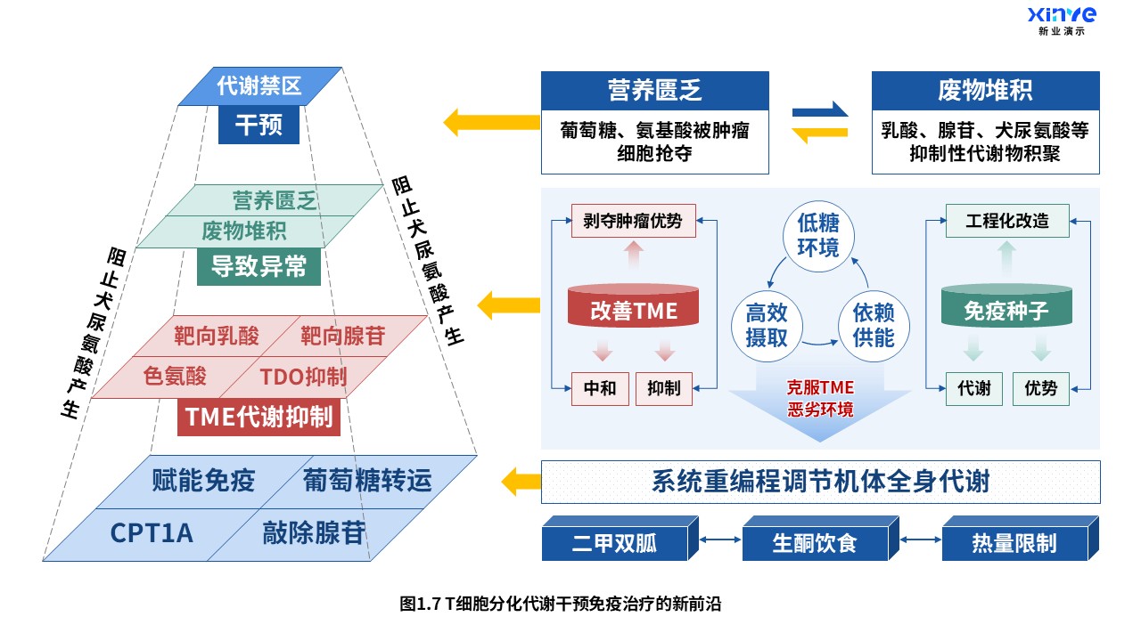24-2科研架构图（T细胞分化-蓝红绿）第7页预览图