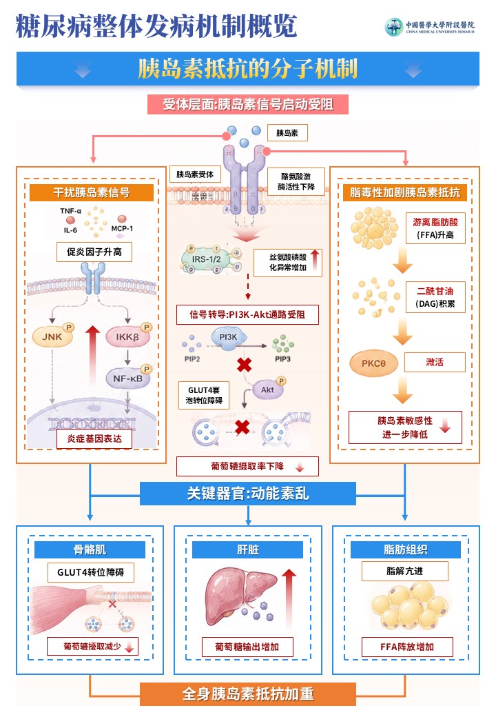 1期-科研绘图-糖尿病发病机制图第2页预览