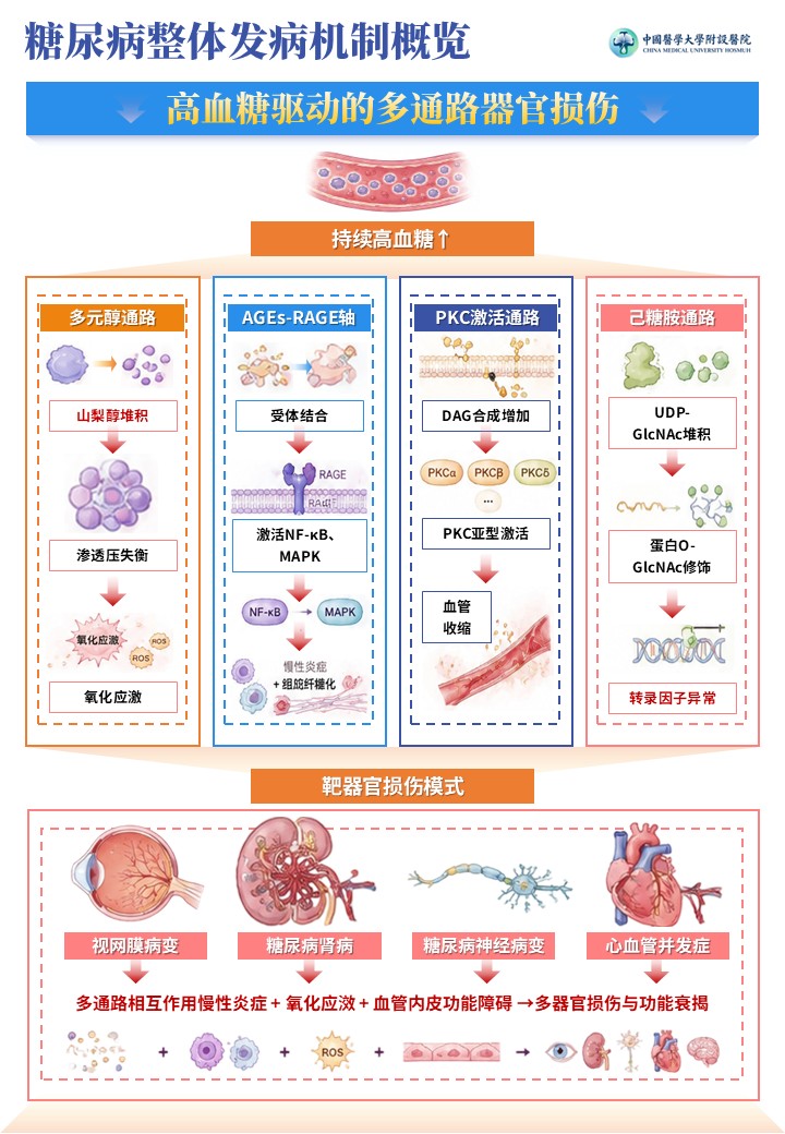1期-科研绘图-糖尿病发病机制图第5页预览