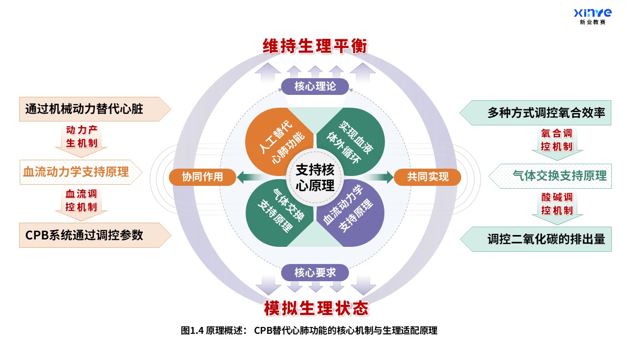 52-2 科研架构图（体外循环系统与心肺支持原理-绿黄紫）第4页预览图
