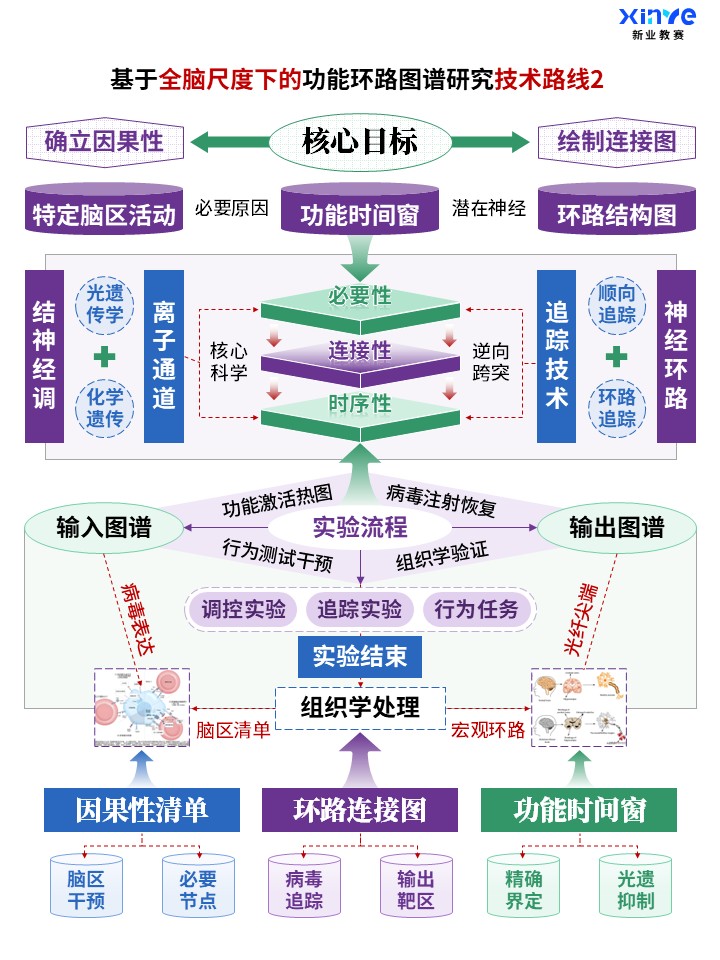 62-1科研架构图 (全脑功能环路图谱-紫蓝绿)第2页预览图