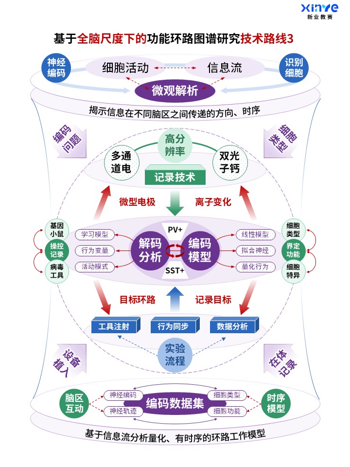 62-1科研架构图 (全脑功能环路图谱-紫蓝绿)第3页预览图