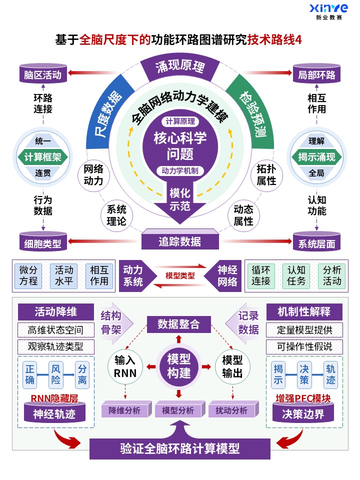 62-1科研架构图 (全脑功能环路图谱-紫蓝绿)第4页预览图