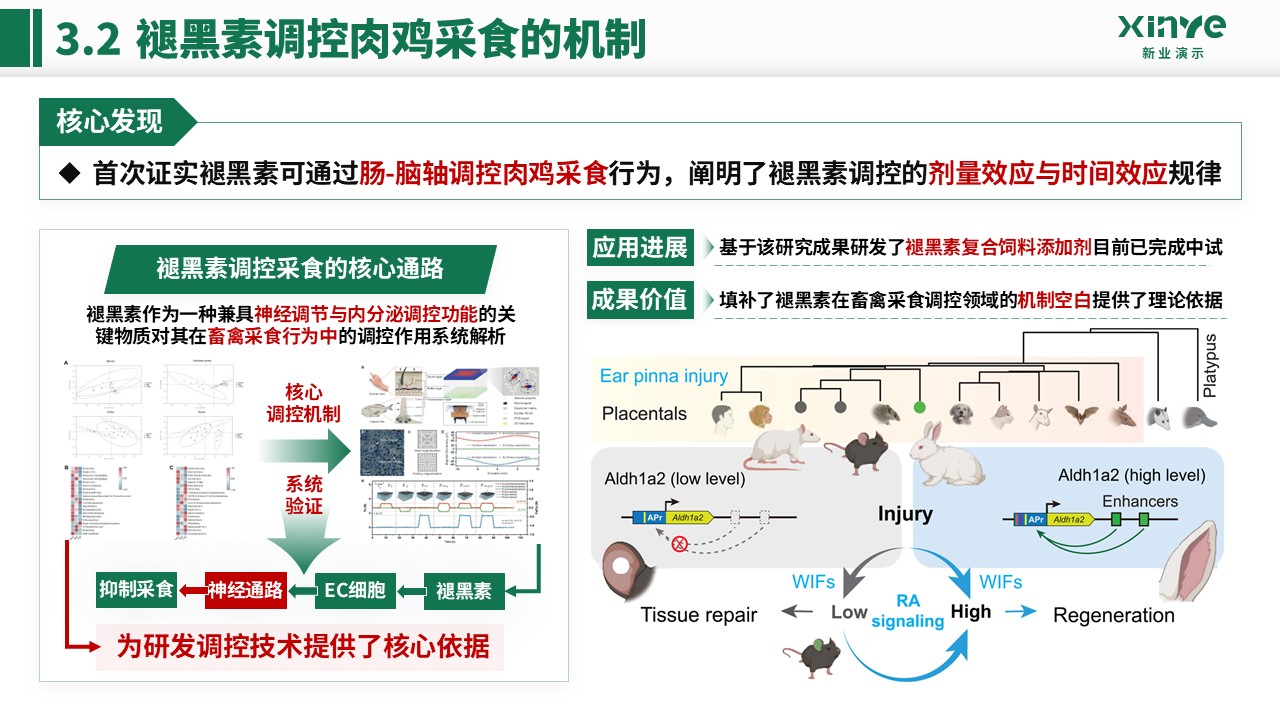 副教授职级评选(畜禽采食的肠 - 脑轴机制-绿色)第11页预览图